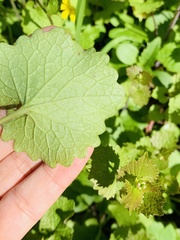 Alliaria petiolata