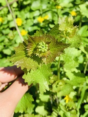 Alliaria petiolata