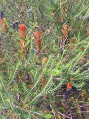Banksia ericifolia