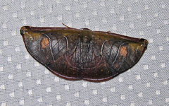 Cyphoedma transvolutata