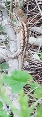 Sceloporus olivaceus