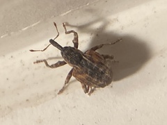 Conotrachelus anaglypticus