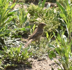 Haemorhous mexicanus