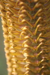 Banksia ericifolia
