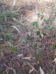 Platylobium obtusangulum