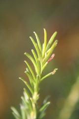 Banksia ericifolia