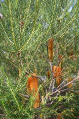 Banksia ericifolia