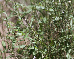 Carlowrightia parviflora