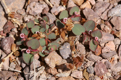 Euphorbia velleriflora