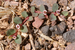 Euphorbia velleriflora