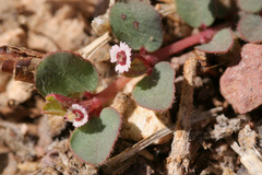 Euphorbia velleriflora