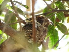 Antrostomus arizonae