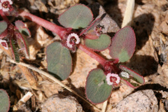 Euphorbia velleriflora
