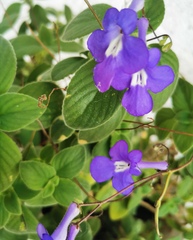 Streptocarpus saxorum