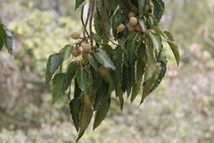 Aleurites moluccanus