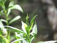 Melanoplus viridipes
