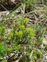 Acrotriche serrulata