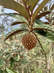 Annona monticola