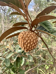Annona monticola