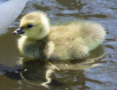 Branta canadensis
