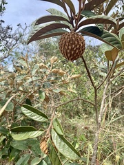 Annona monticola