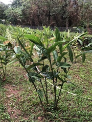 Etlingera elatior