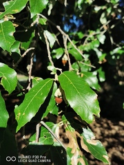 Quercus oblongata