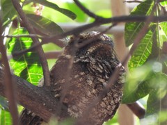 Antrostomus arizonae