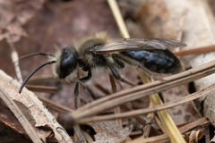 Andrena dunningi