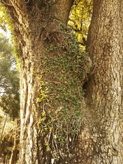 Microgramma mortoniana