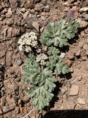 Cymopterus corrugatus
