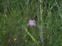 Agalinis communis