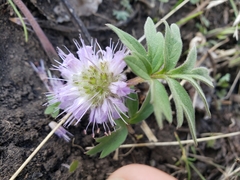 Hydrophyllum capitatum