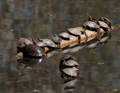 Chrysemys picta bellii