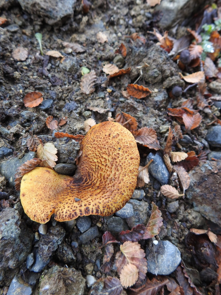 Austropaxillus statuum · May 2021 · photo: © marreginas (iNaturalist, cc-by)