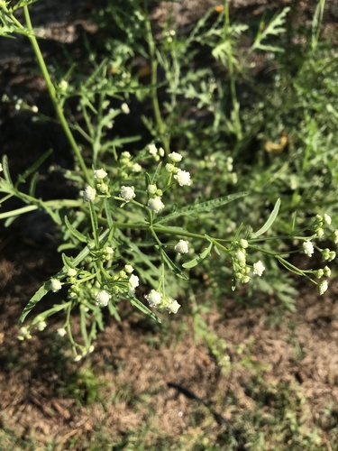 Parthenium hysterophorus image