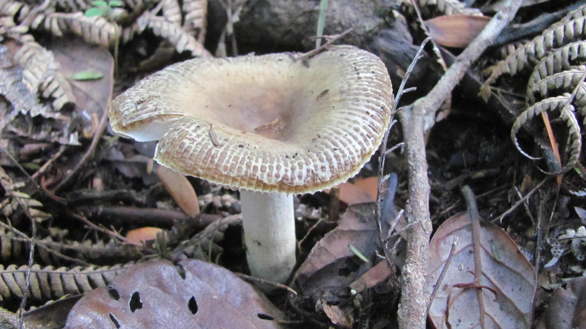 Russula acrolamellata image