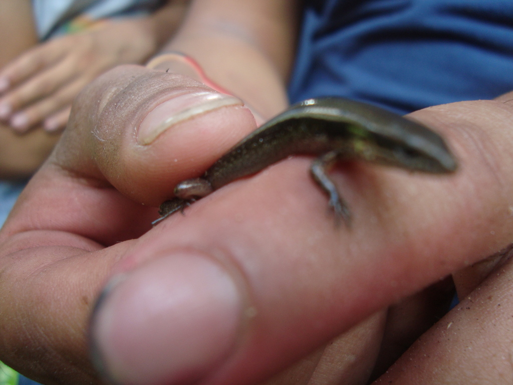 Forbe's Ground Skink