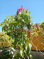Megaskepasma
