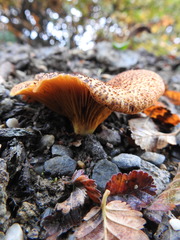 Austropaxillus statuum