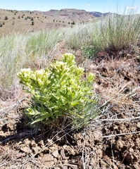 Castilleja xanthotricha