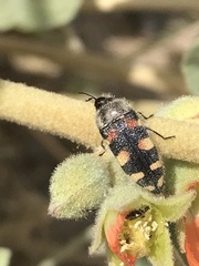 Acmaeodera robusta