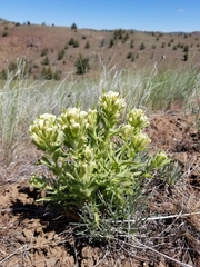 Castilleja xanthotricha