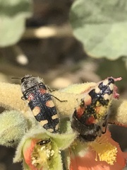 Acmaeodera robusta