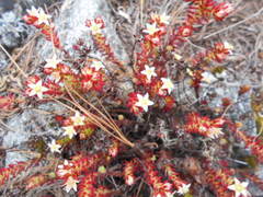 Sedum mesoamericanum