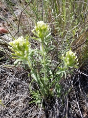 Castilleja xanthotricha