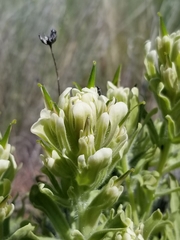Castilleja xanthotricha