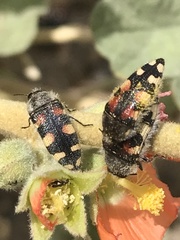 Acmaeodera robusta