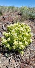 Castilleja xanthotricha