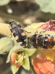 Acmaeodera robusta